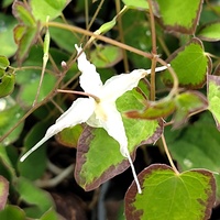 Epimedium grandiflorum 'Bandit'